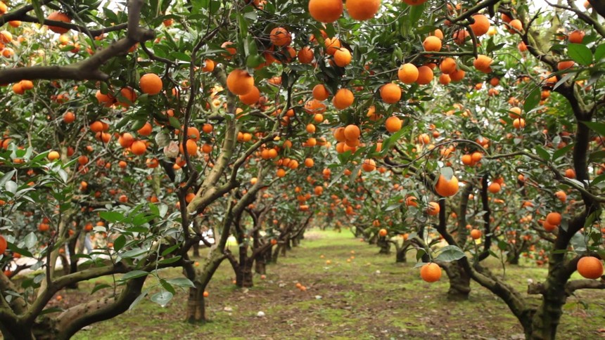 【收案公告】凯诺律师团北京拆迁律师介入阳朔果园征收案